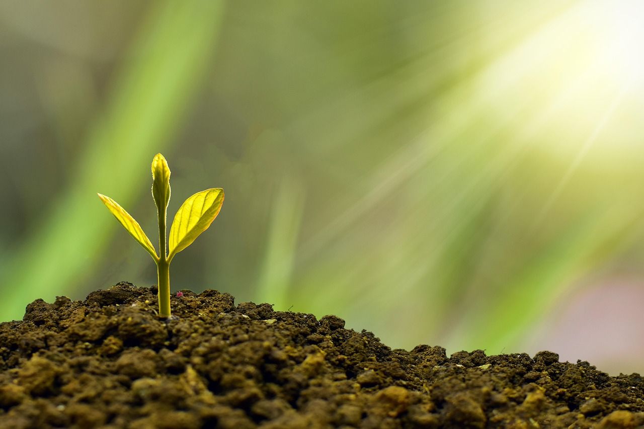 découvrez notre stratégie de croissance durable alliant innovation, responsabilité environnementale et développement économique pour un avenir prospère.
